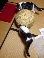 Neko Chigura 2015-7 Extra Edition　猫ちぐら2015の7 番外編