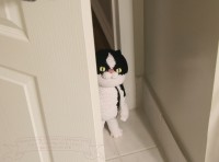 Amigurumi Tuxedo Cat　あみぐるみ　鉢割れ猫