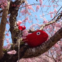 Norisuke and Cherry Blossoms  ノリスケのお花見